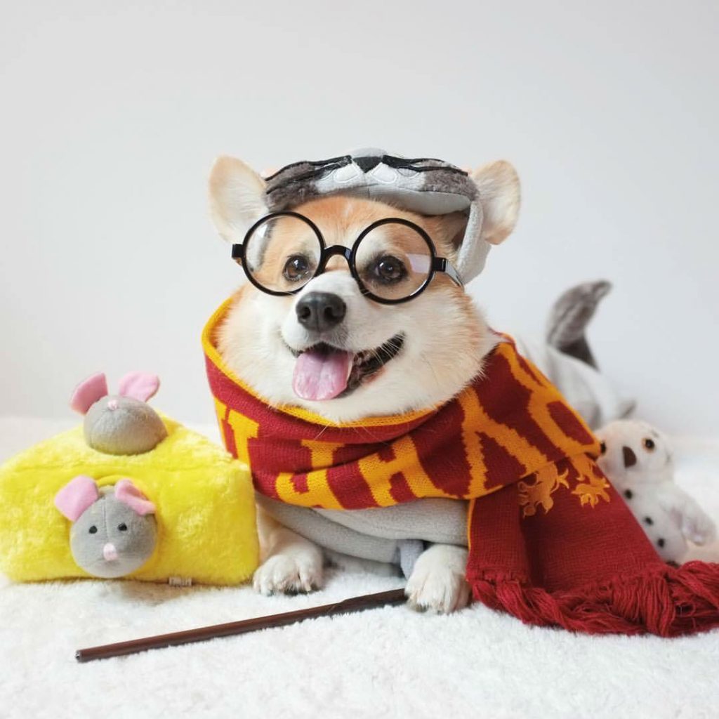20 Proofs Why Corgis Are the Best