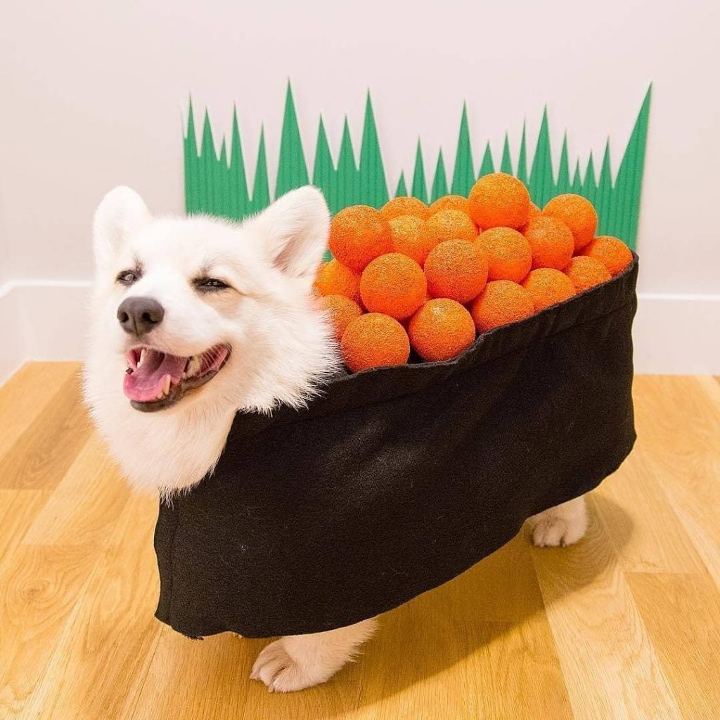 20 Proofs Why Corgis Are the Best
