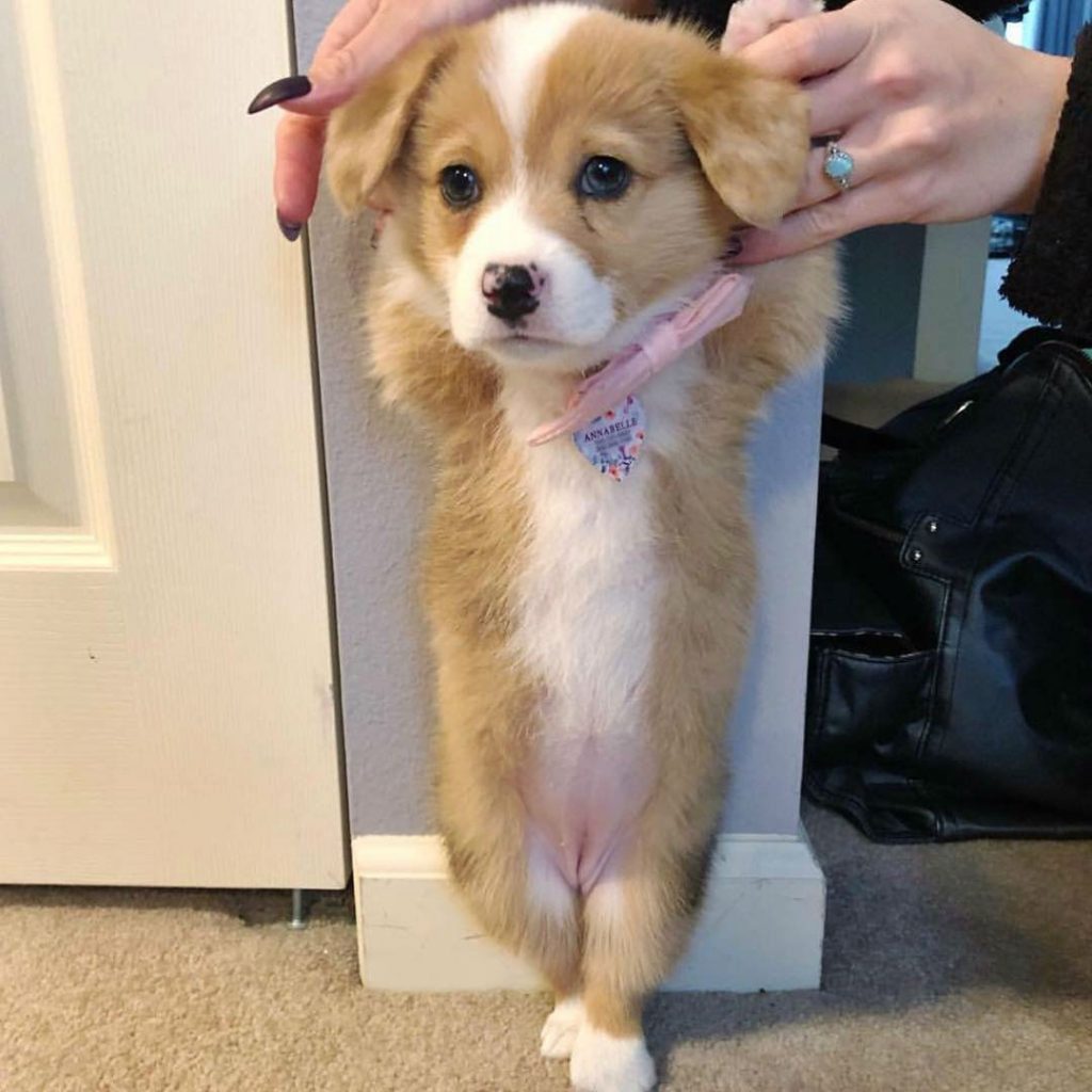 20 Proofs Why Corgis Are the Best