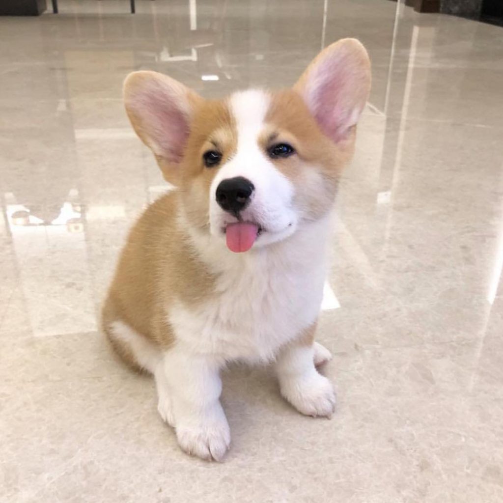 20 Proofs Why Corgis Are the Best