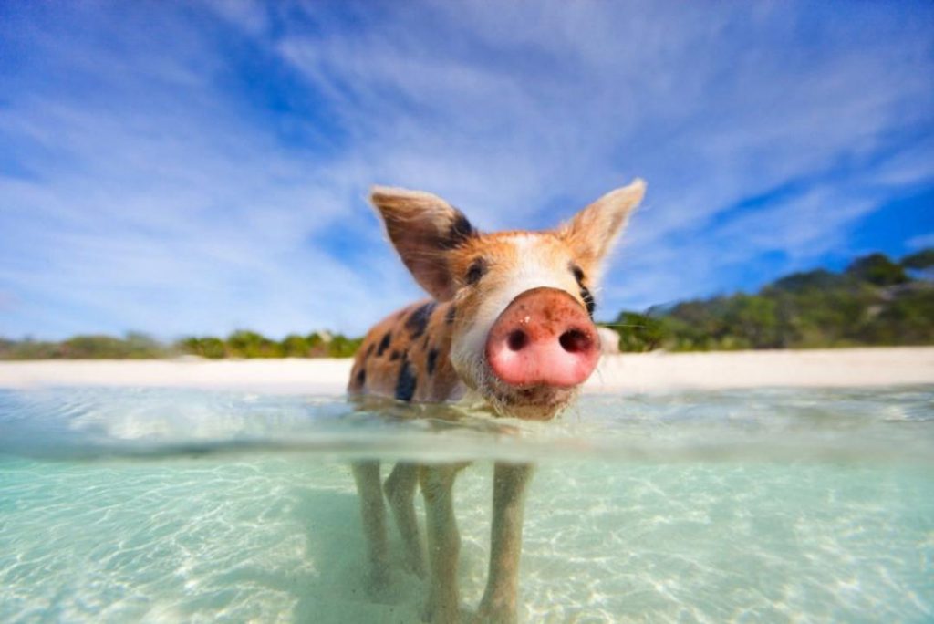 10 Quirky Islands From Around the World