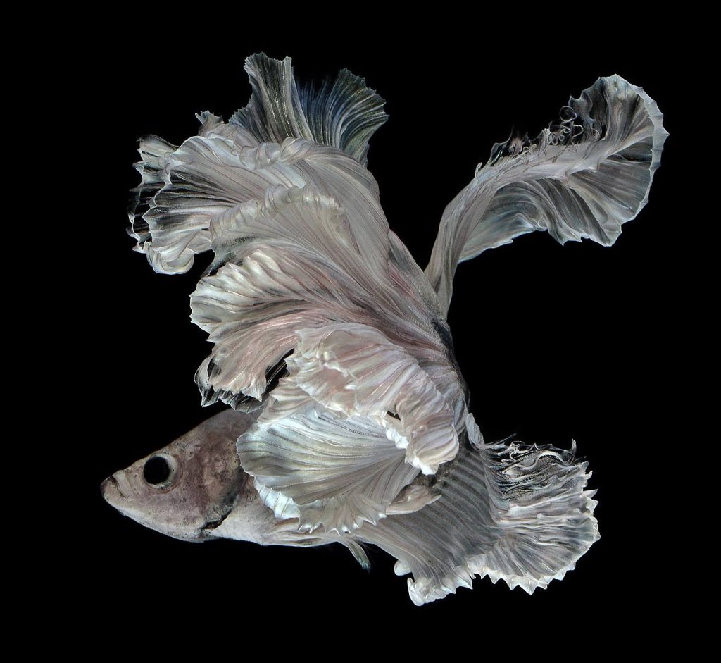 The Most Stupefying Photos of Fish You’ll Ever See