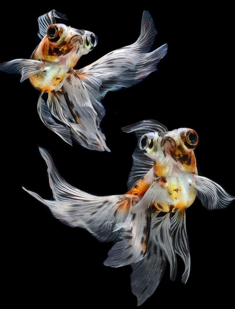 The Most Stupefying Photos of Fish You’ll Ever See
