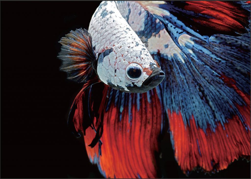 The Most Stupefying Photos of Fish You’ll Ever See