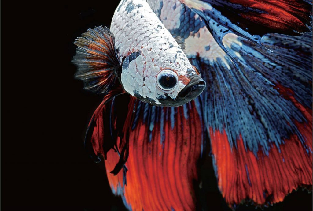 The Most Stupefying Photos of Fish You’ll Ever See
