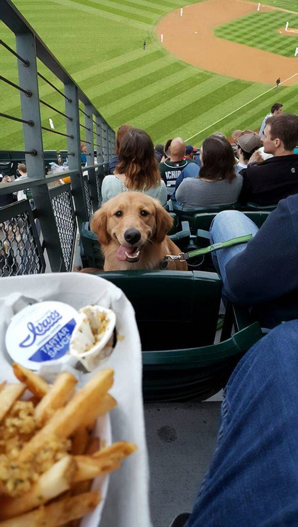 Don’t Mind These Puppers, They’re Definitely NOT Begging for Food (20 Pictures)
