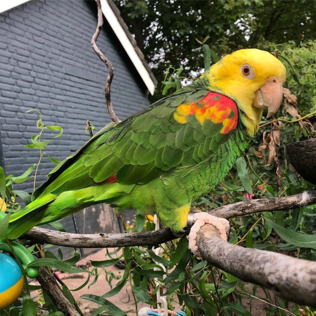8 Instagram Accounts That Will Make You Fall In Love With Birds