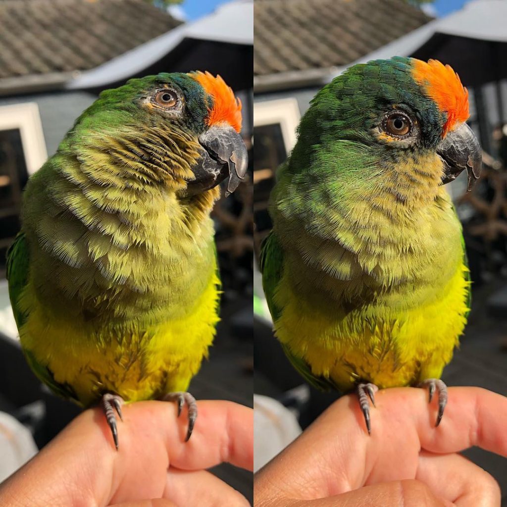 8 Instagram Accounts That Will Make You Fall In Love With Birds