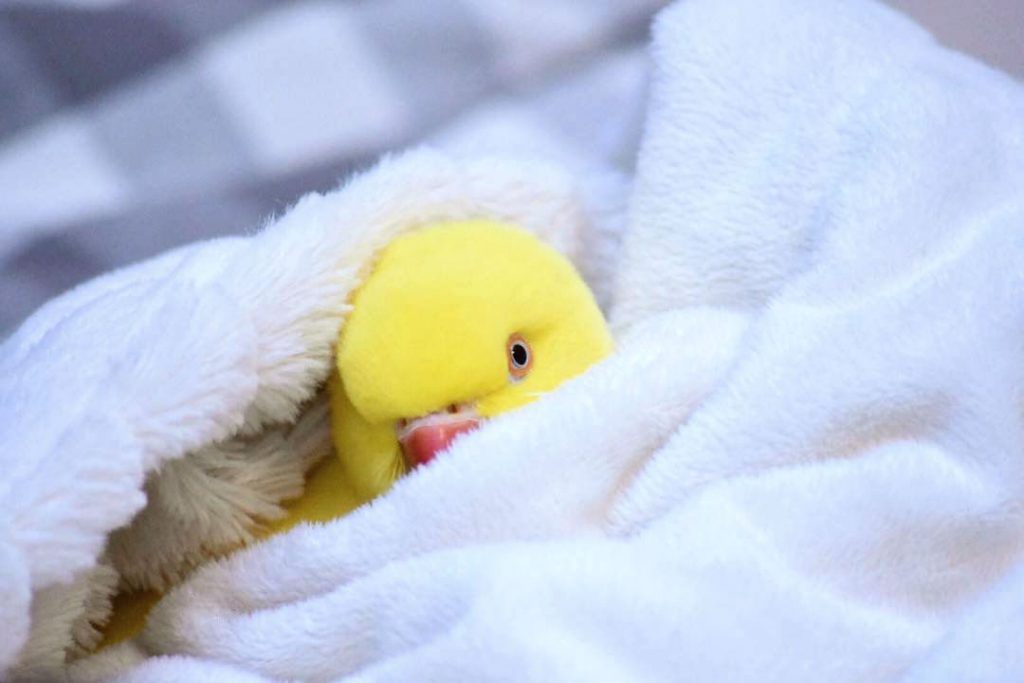 8 Instagram Accounts That Will Make You Fall In Love With Birds