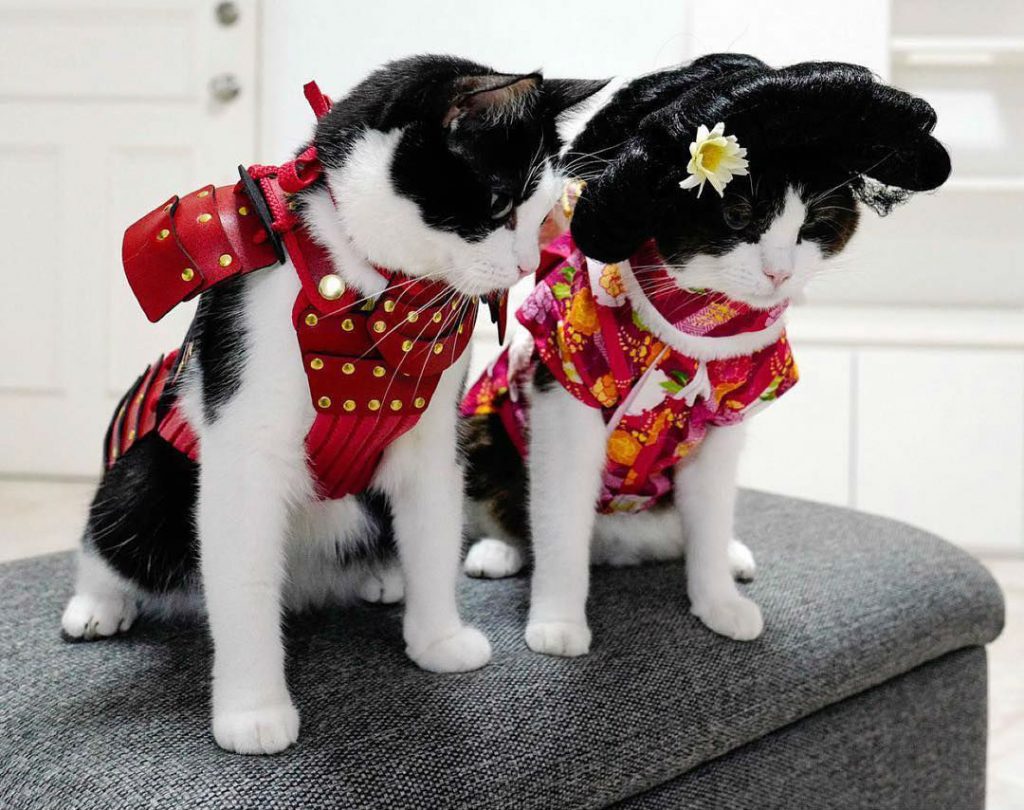 Samurai Armor For Your Cats And Dogs Are An Actual Thing! (15 Pics)
