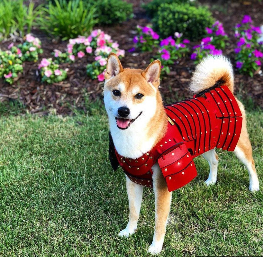 Samurai Armor For Your Cats And Dogs Are An Actual Thing! (15 Pics)