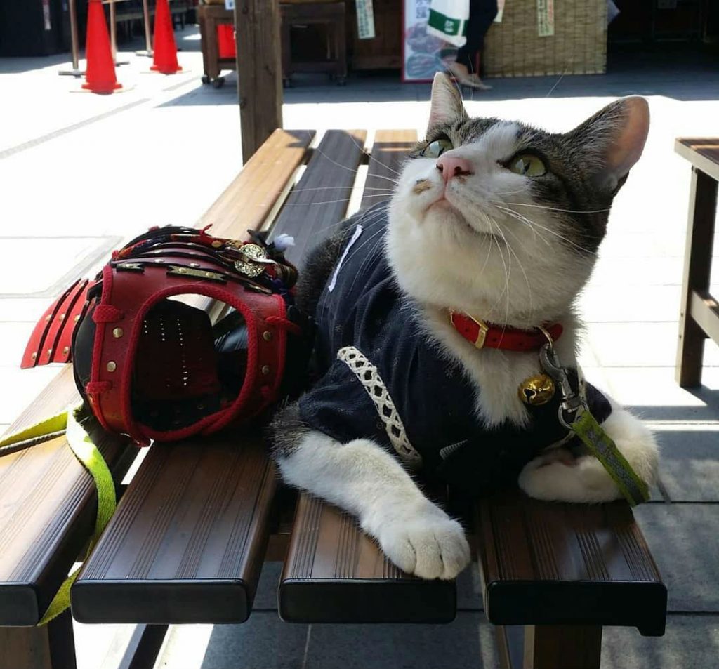 Samurai Armor For Your Cats And Dogs Are An Actual Thing! (15 Pics)