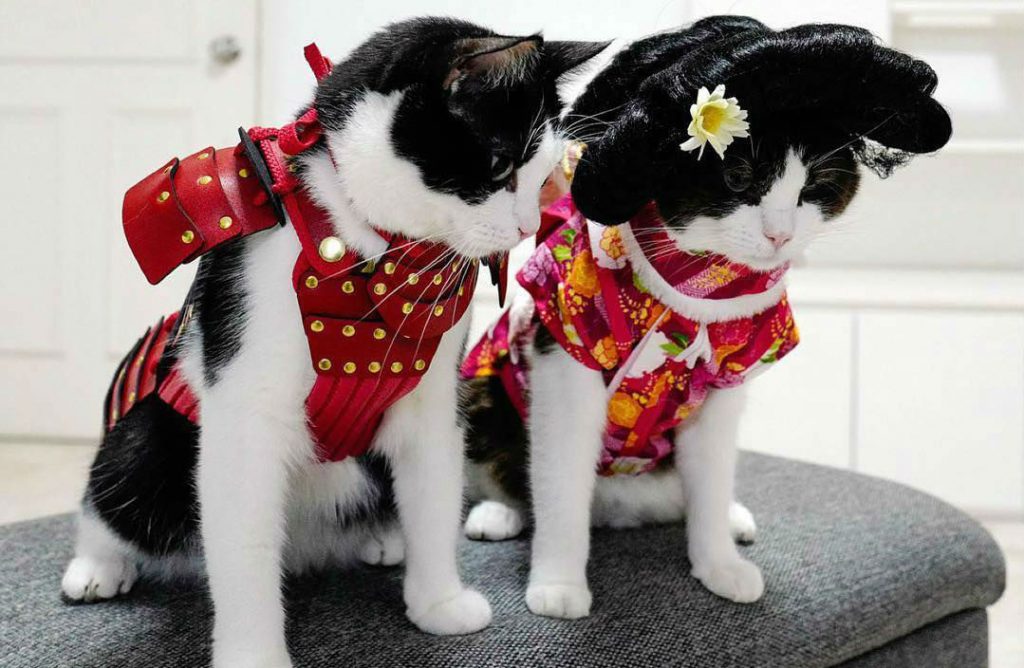 Samurai Armor For Your Cats And Dogs Are An Actual Thing! (15 Pics)