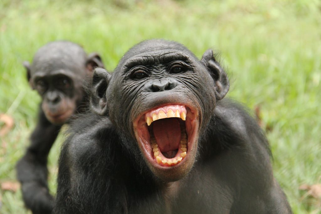The 10 Most Intelligent Animals on the Planet