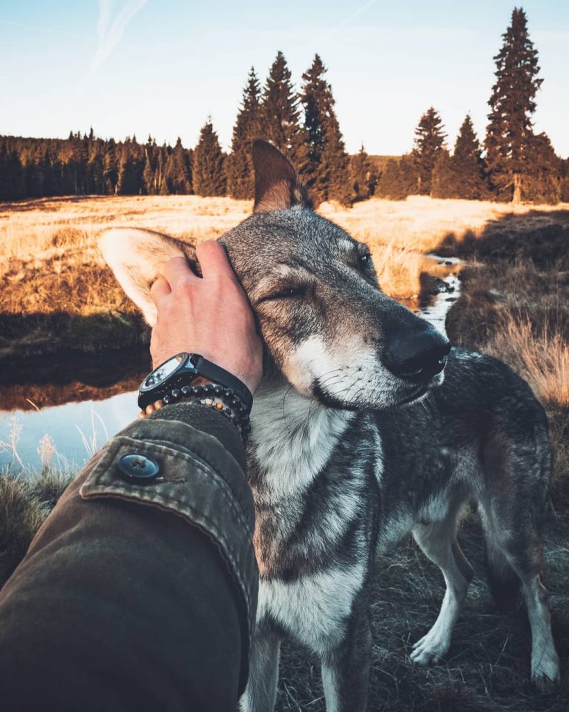 A Man And His Wolf Dog VS. Mother Nature