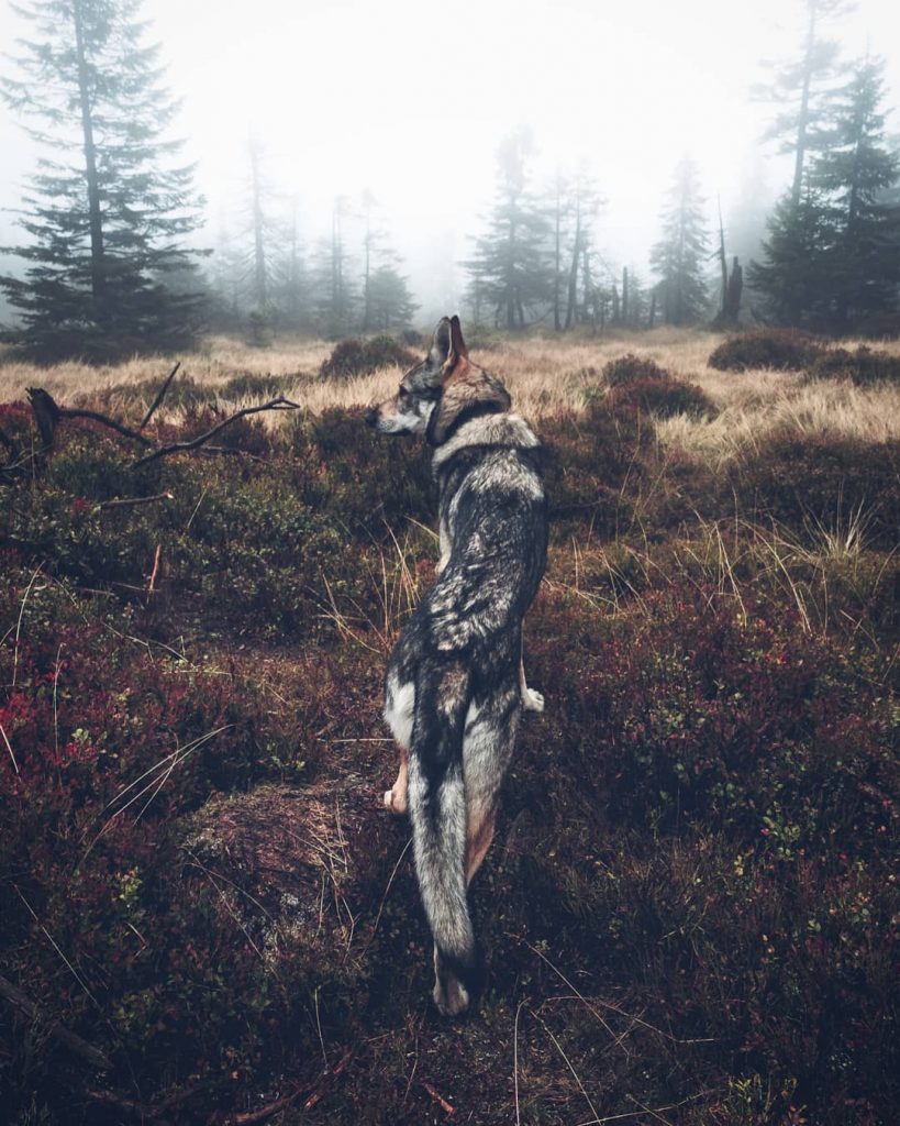 A Man And His Wolf Dog VS. Mother Nature