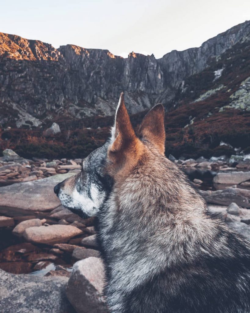 A Man And His Wolf Dog VS. Mother Nature