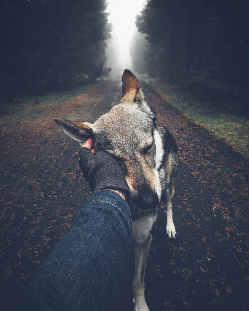 A Man And His Wolf Dog VS. Mother Nature