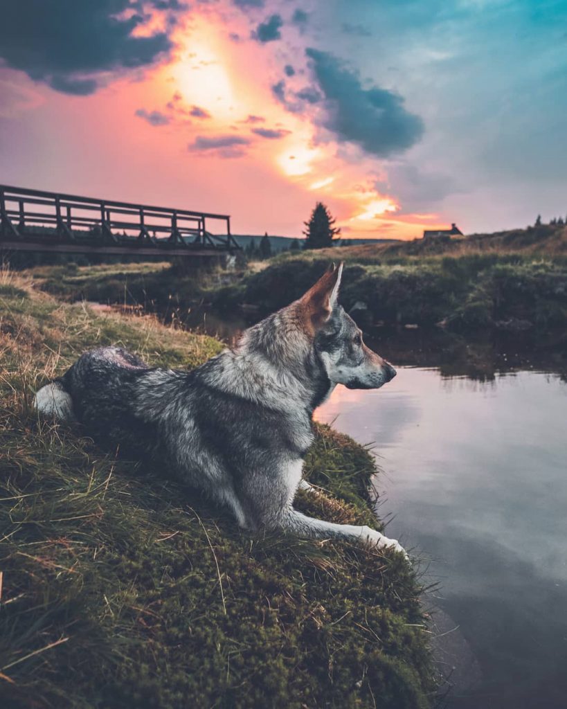 A Man And His Wolf Dog VS. Mother Nature