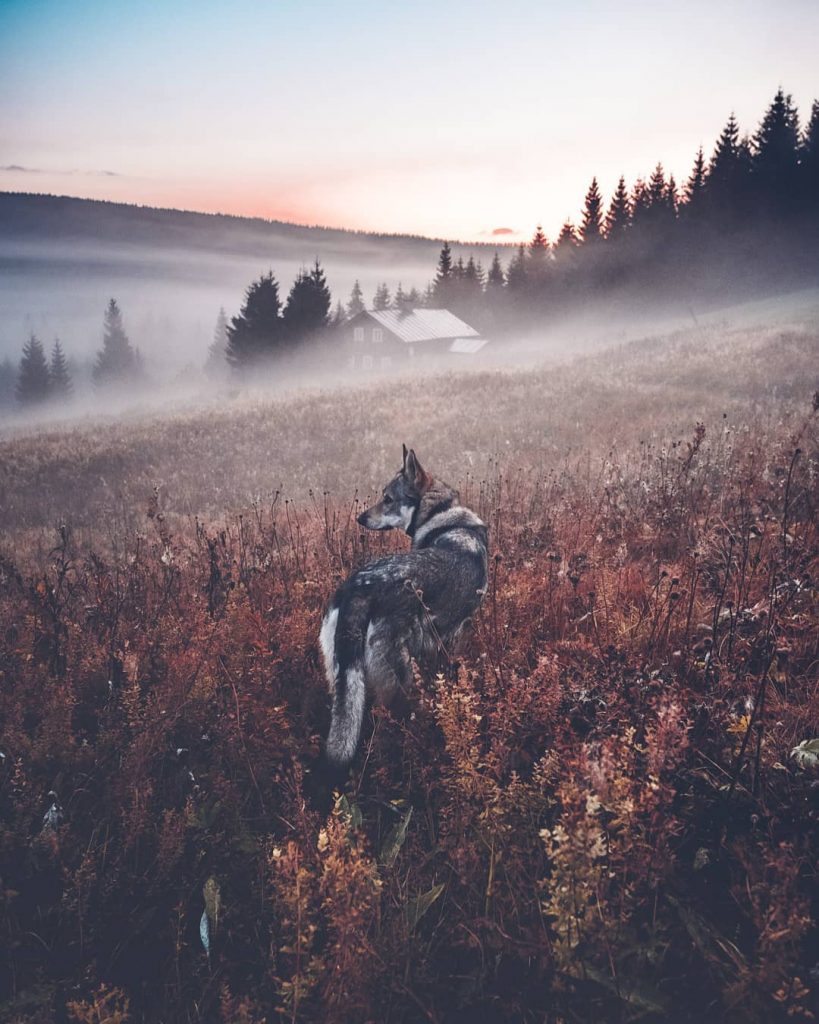 A Man And His Wolf Dog VS. Mother Nature