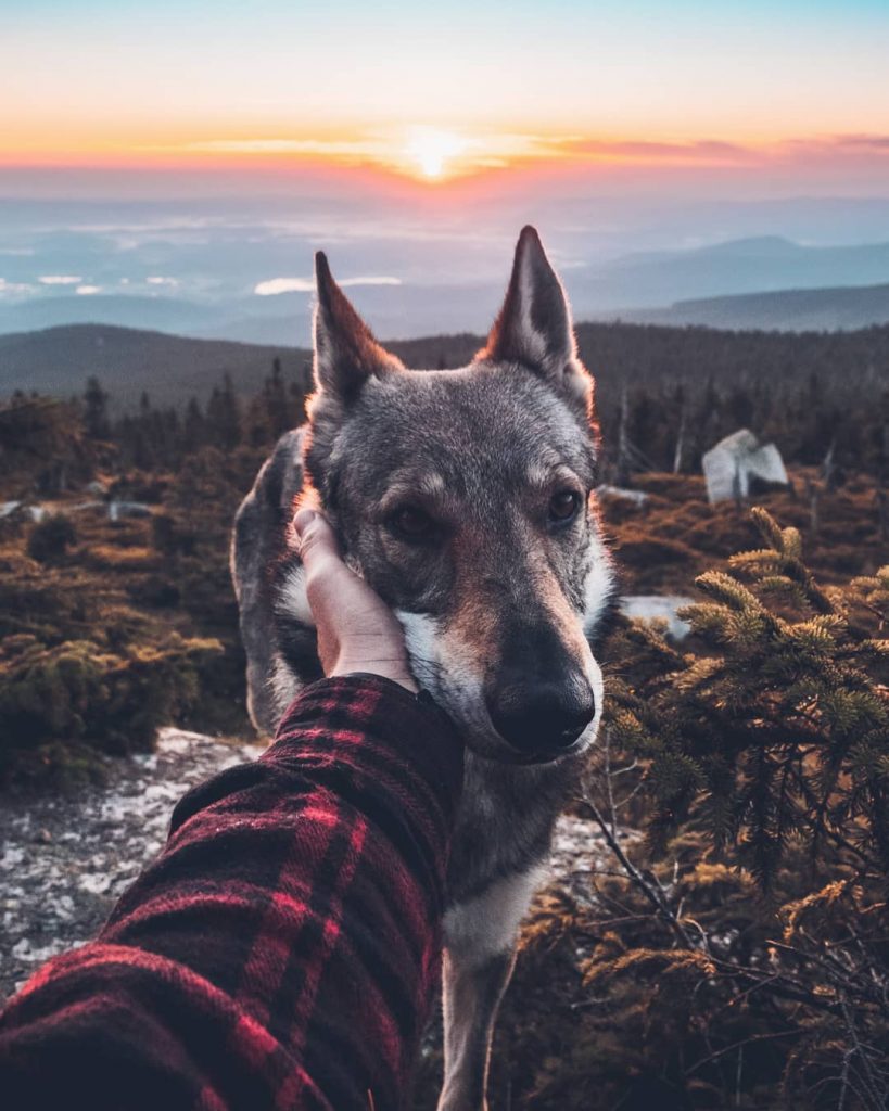 A Man And His Wolf Dog VS. Mother Nature
