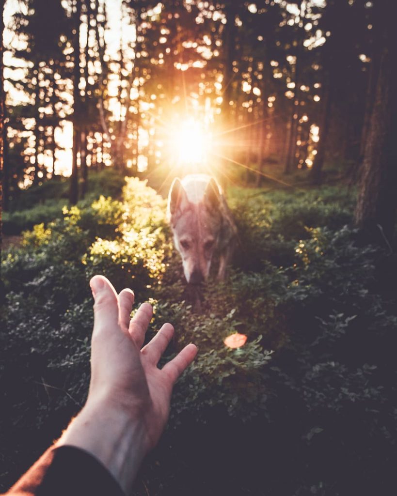 A Man And His Wolf Dog VS. Mother Nature