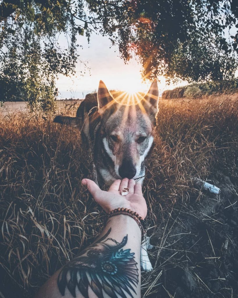 A Man And His Wolf Dog VS. Mother Nature