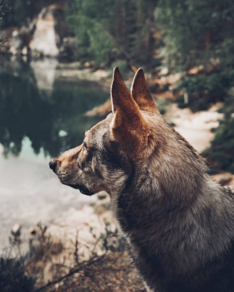 A Man And His Wolf Dog VS. Mother Nature