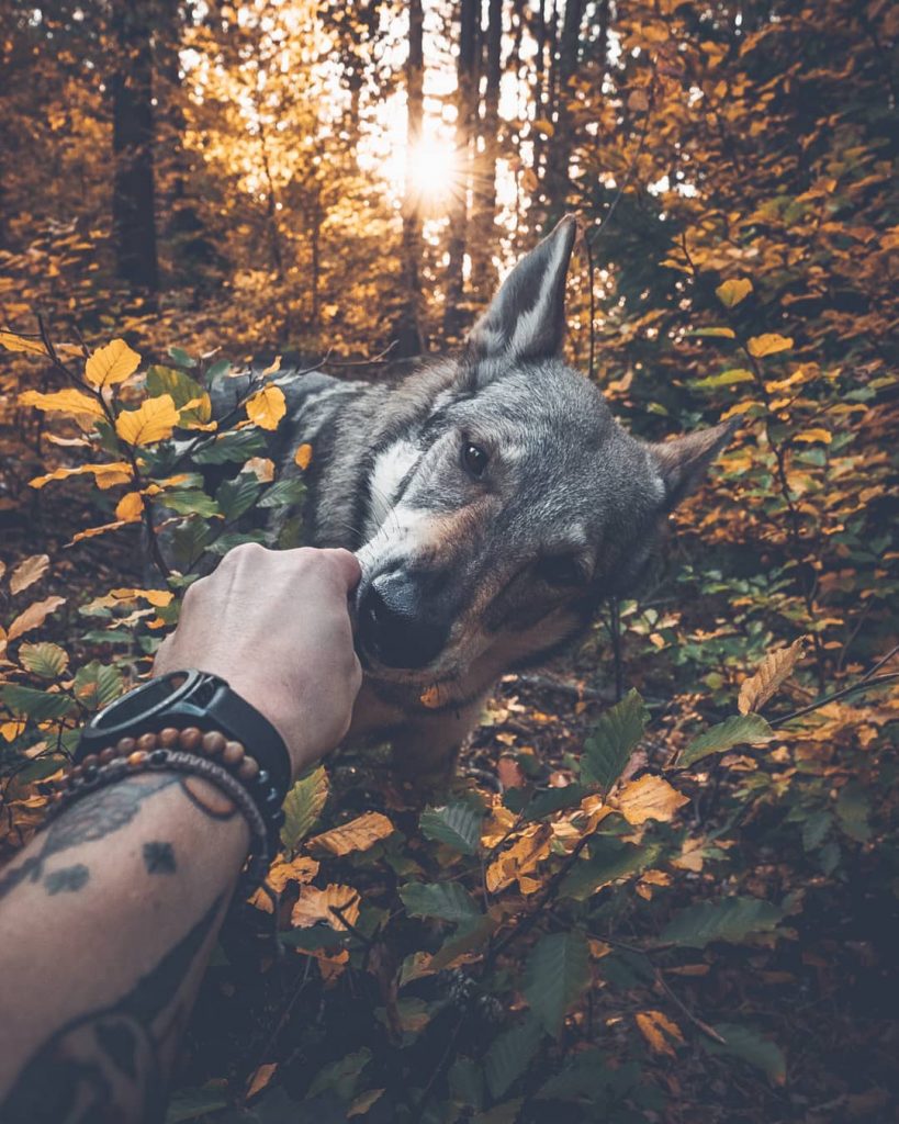 A Man And His Wolf Dog VS. Mother Nature