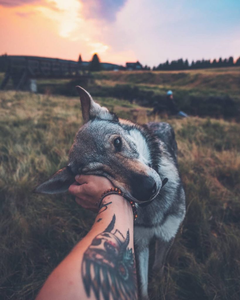 A Man And His Wolf Dog VS. Mother Nature