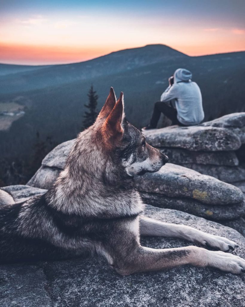 A Man And His Wolf Dog VS. Mother Nature