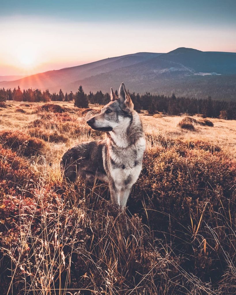 A Man And His Wolf Dog VS. Mother Nature