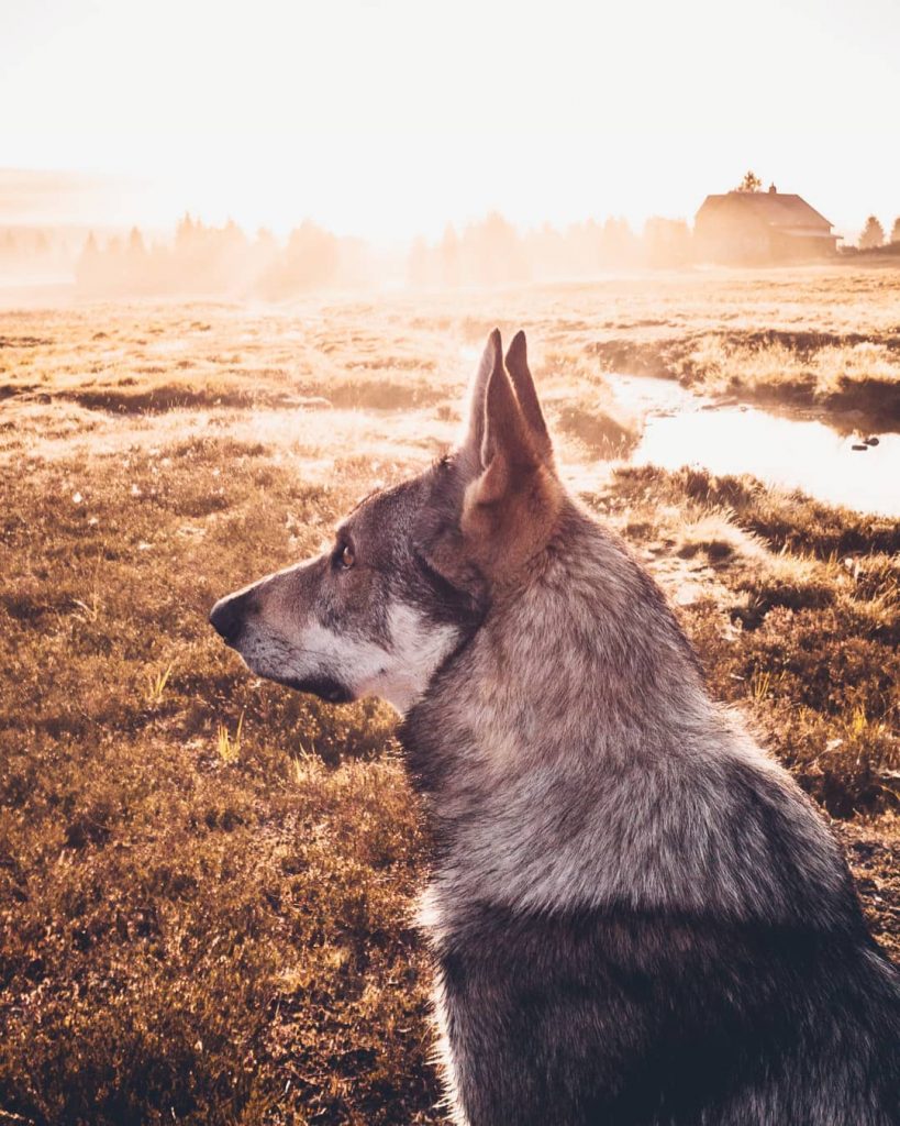 A Man And His Wolf Dog VS. Mother Nature