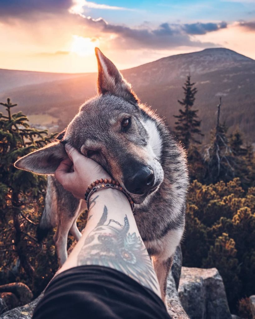 A Man And His Wolf Dog VS. Mother Nature