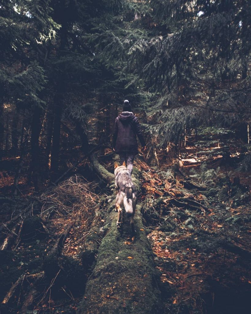 A Man And His Wolf Dog VS. Mother Nature