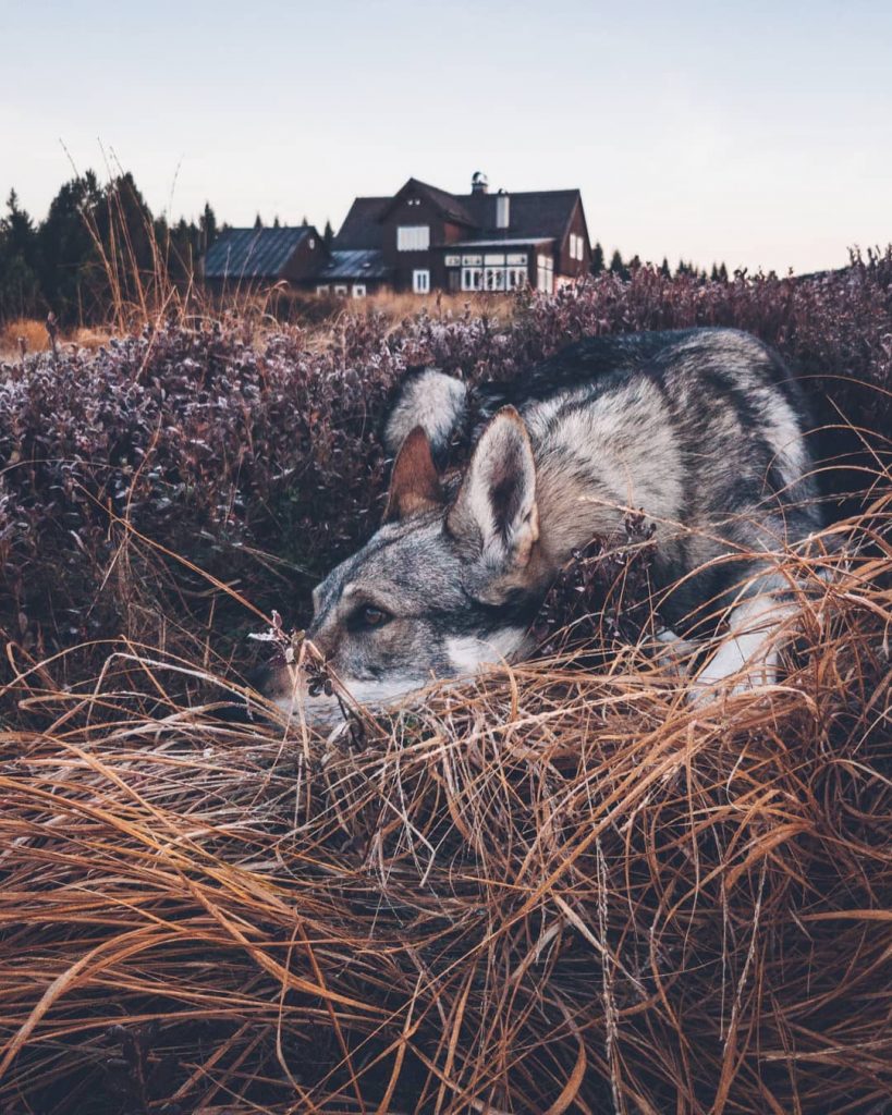A Man And His Wolf Dog VS. Mother Nature