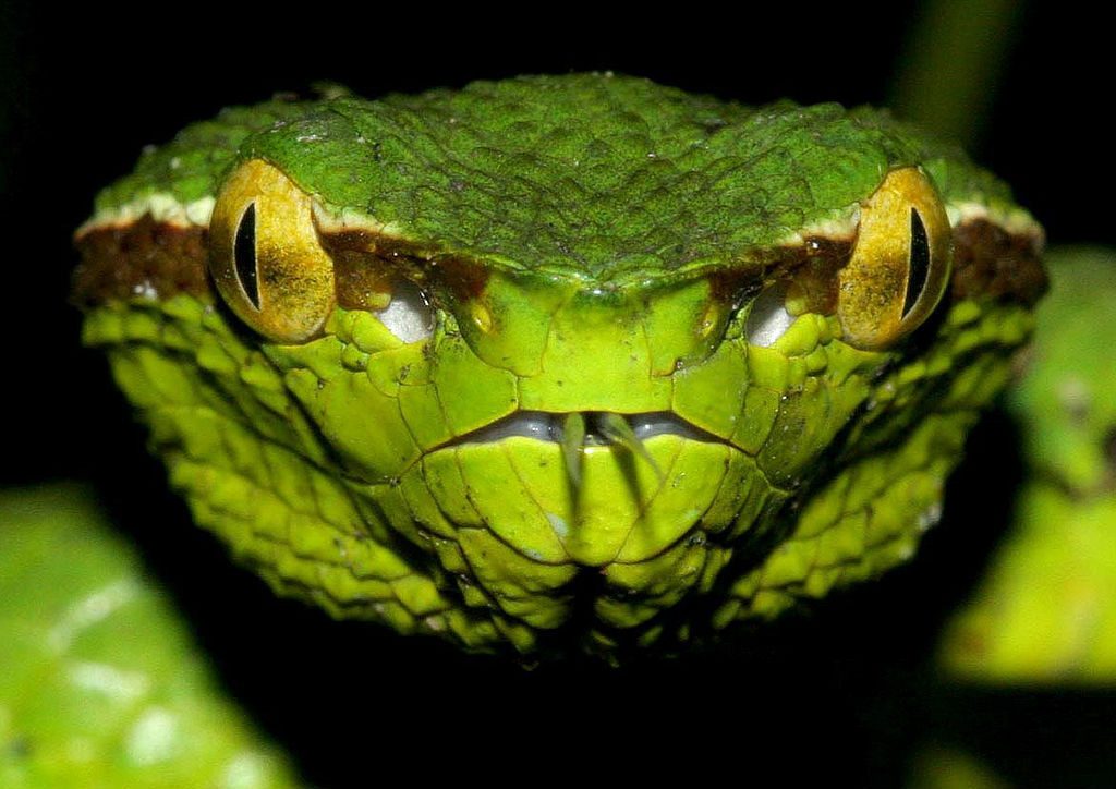 Different Ways In Which Animals See The World