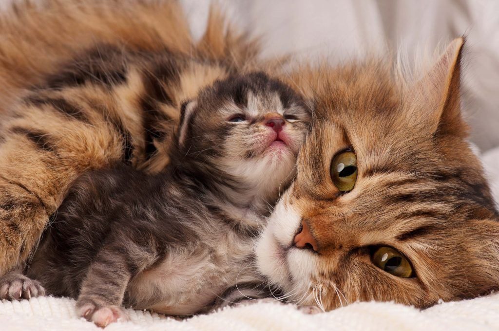 31 Random Facts About Cats You Should Know