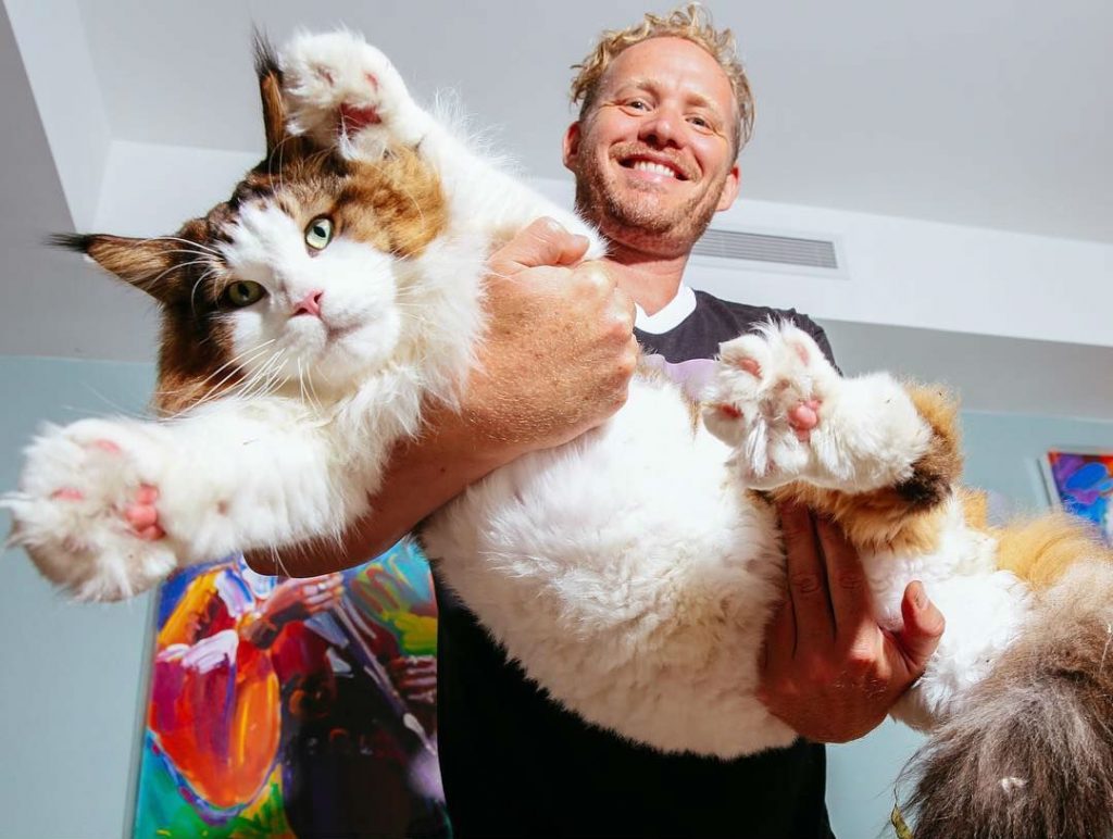 31 Random Facts About Cats You Should Know