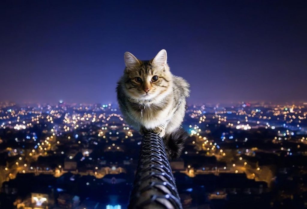 31 Random Facts About Cats You Should Know