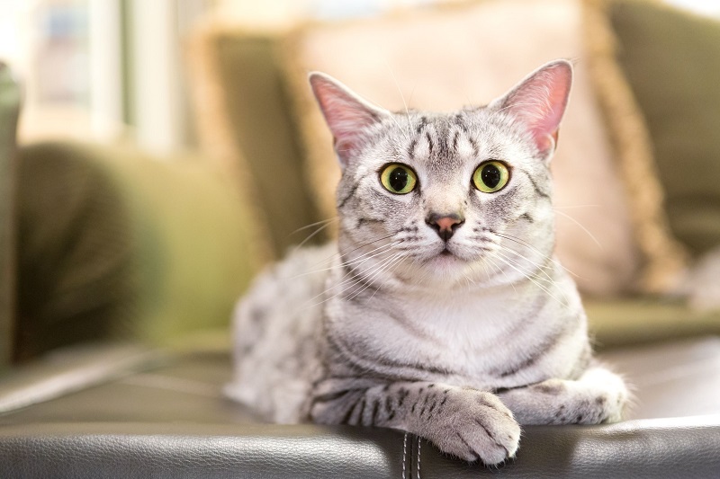 31 Random Facts About Cats You Should Know