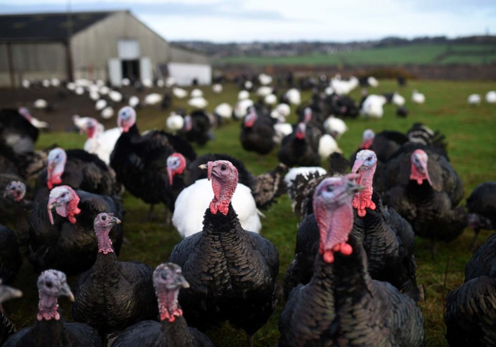 Things You Never Knew About Thanksgiving