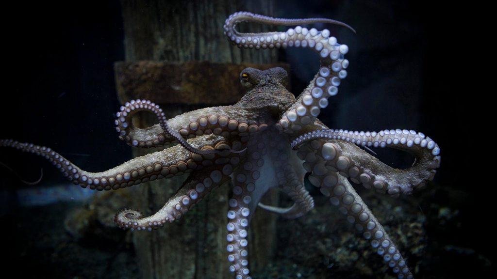 10 Interesting Octopus Facts Straight From an Octopus Himself