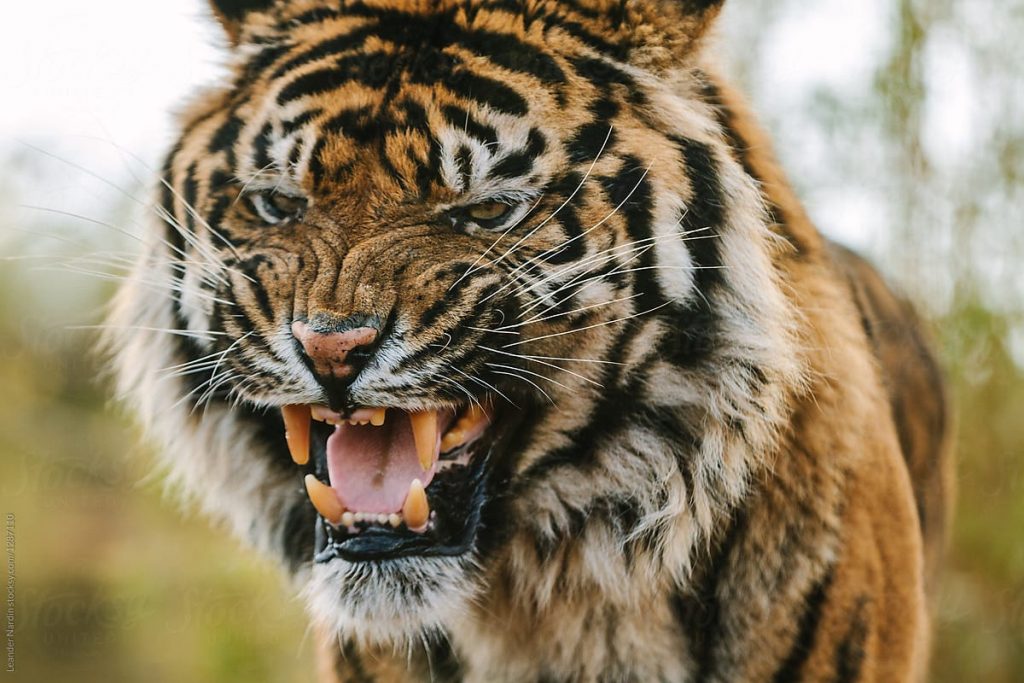 Top 20 Strongest Animal Bites in the World