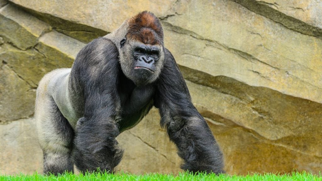 Top 20 Strongest Animal Bites in the World