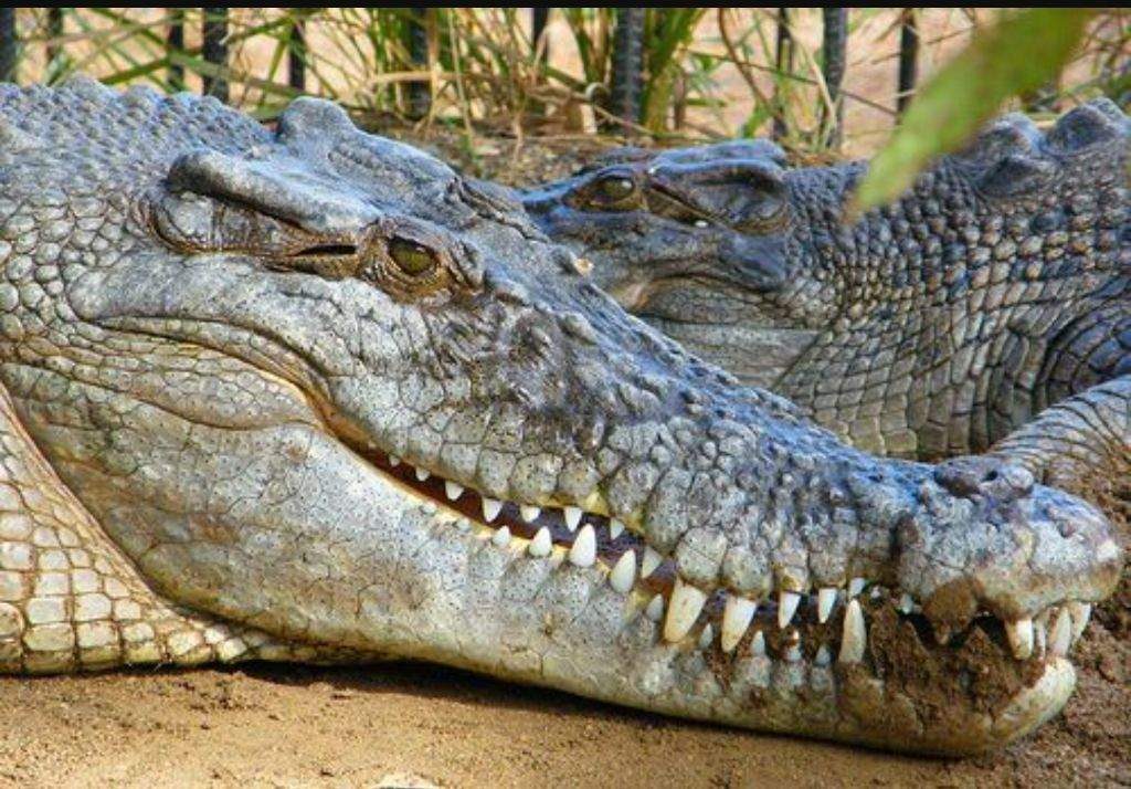 Top 20 Strongest Animal Bites in the World