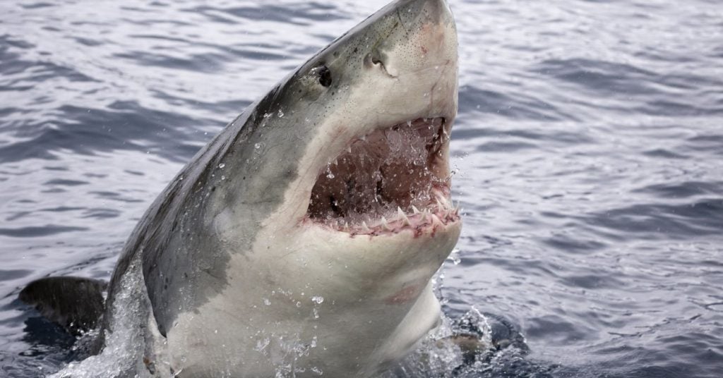 Top 20 Strongest Animal Bites in the World