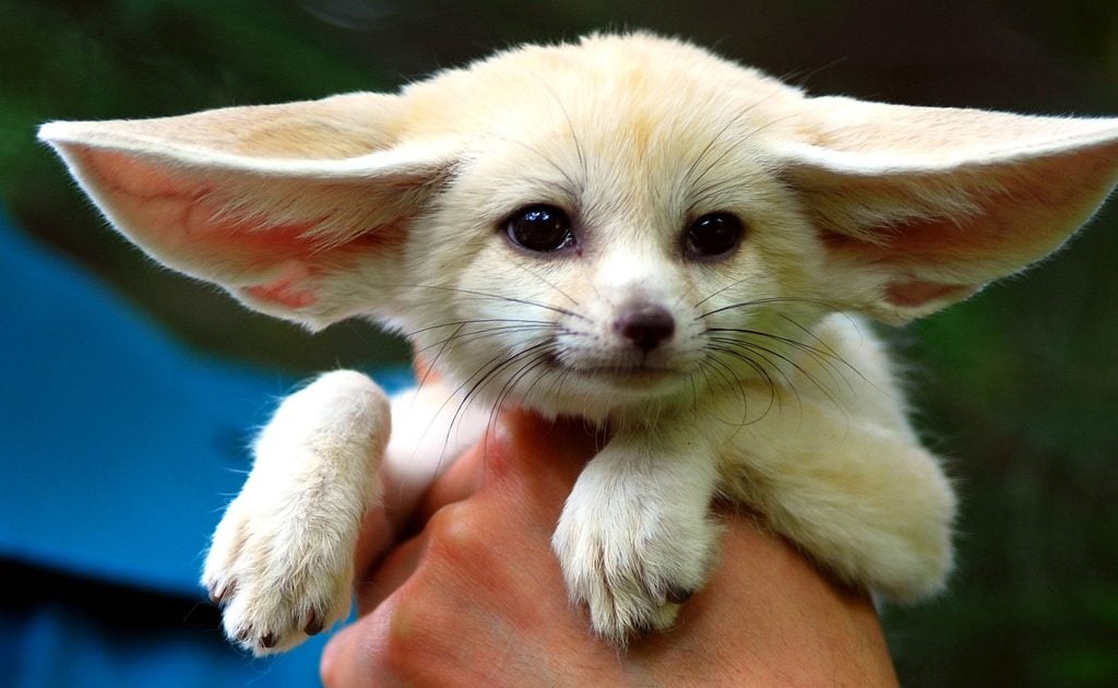 9 Cutest Animals With Gigantic Ears