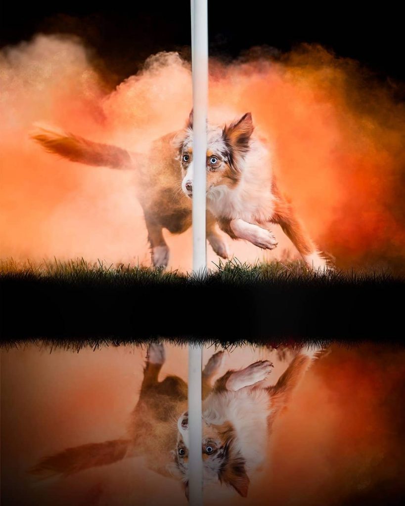 Powder Photography On Dogs Is Magical