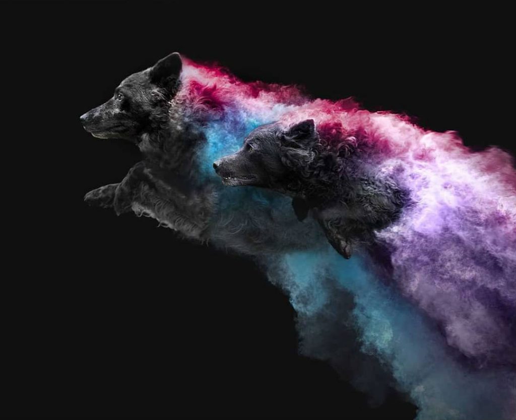 Powder Photography On Dogs Is Magical